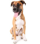 Boxer