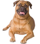 Bullmastiff