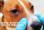 Home Remedy for Dog Eye Infection