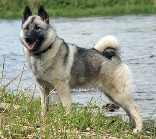 Norwegian Elkhound