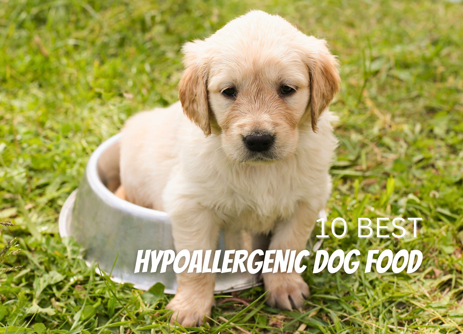 10 Best Hypoallergenic Dog Food - Hypoallergenic Dog Diet Tips
