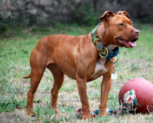 Pitbull